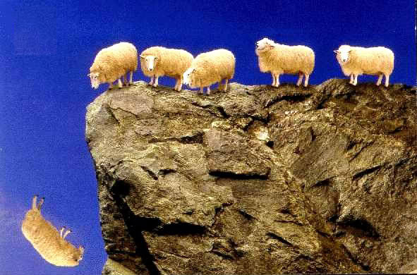 sheep_off_cliff.jpg