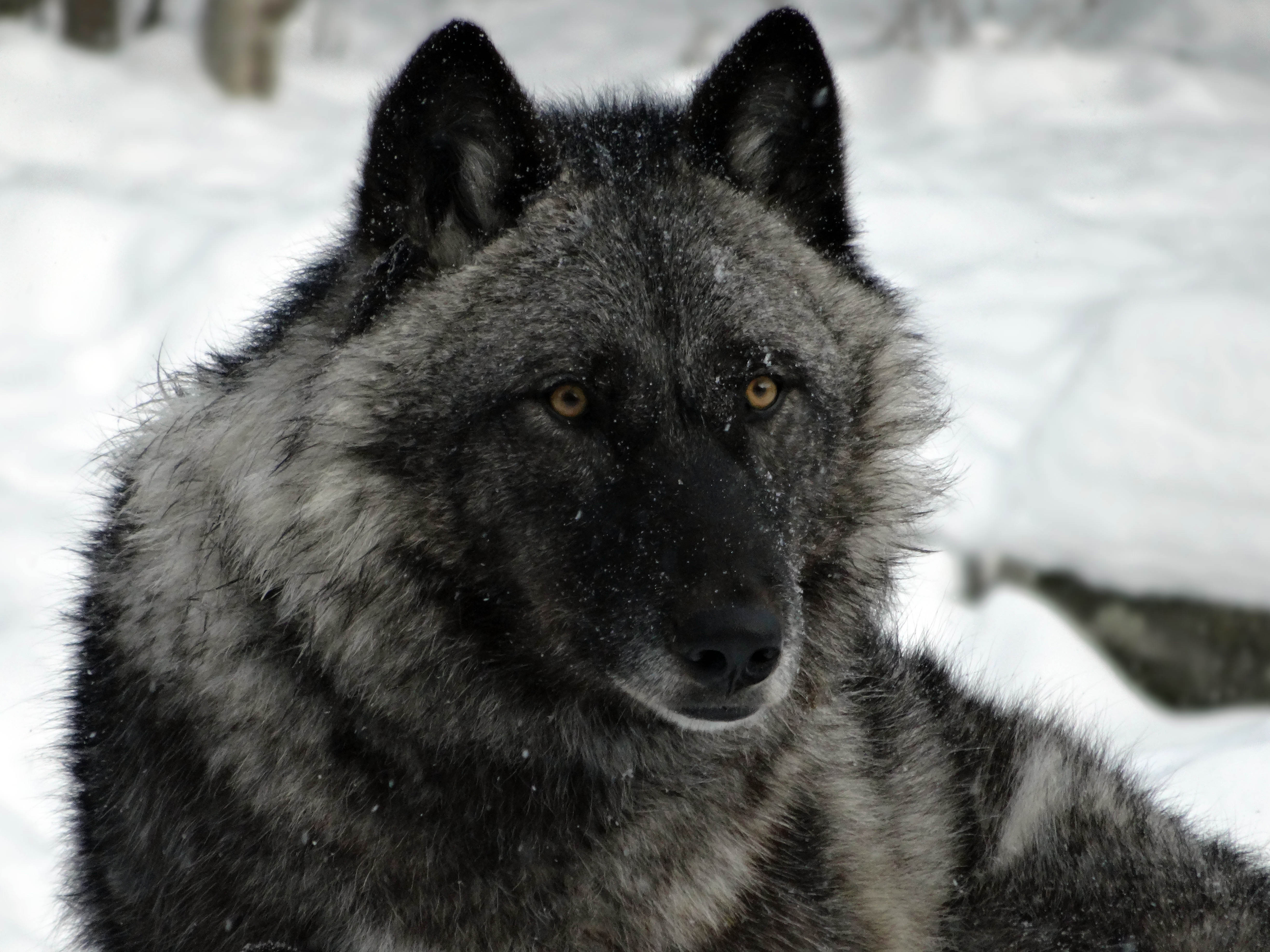 Черный канадский волк Акелла