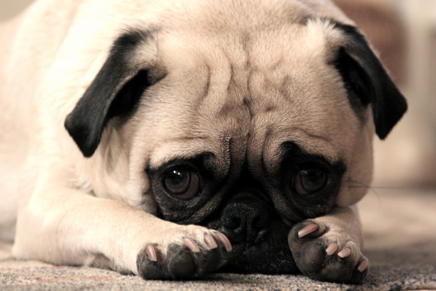 Puppy_Dog_Eyes_by_Drocan.jpeg?token=Egx%