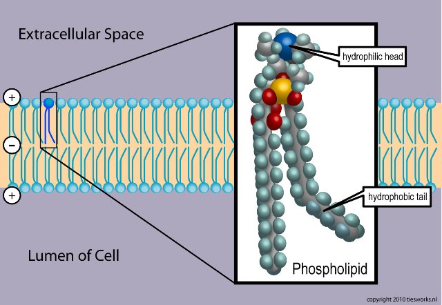 a hydrophilic head Hydrophobic regions associate with the hydrophobic interior of the plasma membrane and hydrophilic regions extend past the surface of the membrane into either the. a hydrophilic head Hydrophobic regions associate with the hydrophobic interior of the plasma membrane and hydrophilic regions extend past the surface of the membrane into either the.