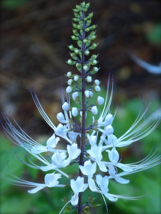 клеродендрум ортосифон. ортосифон тычиночный растение. клеродендрум спикатум ортосифон. кошачий ус магия. клеродендрум кошачий ус.